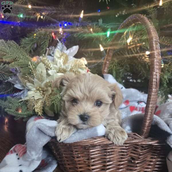 Sebastian, Maltipoo Puppy