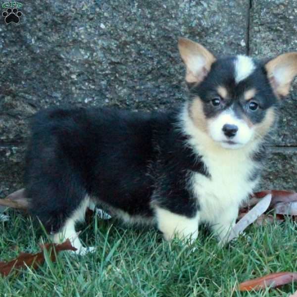 Serena, Pembroke Welsh Corgi Puppy