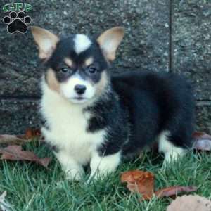 Serena, Pembroke Welsh Corgi Puppy