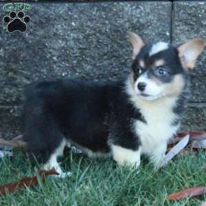 Serena, Pembroke Welsh Corgi Puppy