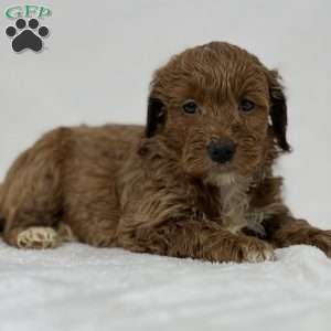 Serenity, Mini Goldendoodle Puppy