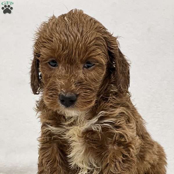 Serenity, Mini Goldendoodle Puppy