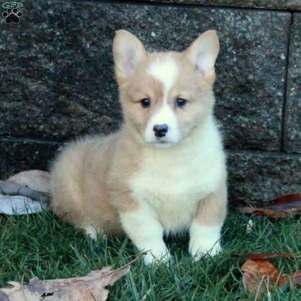 Sergio, Pembroke Welsh Corgi Puppy