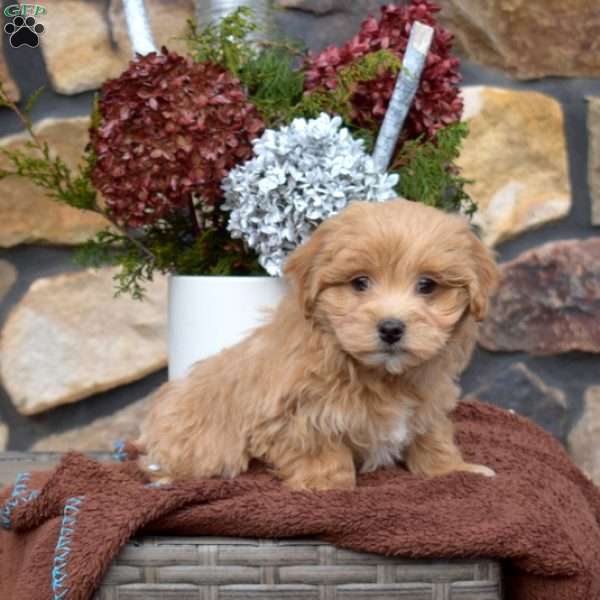 Sesame, Maltipoo Puppy