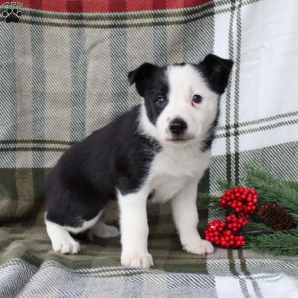 Shadow, Border Collie Puppy