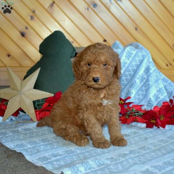 Shadow, Mini Goldendoodle Puppy