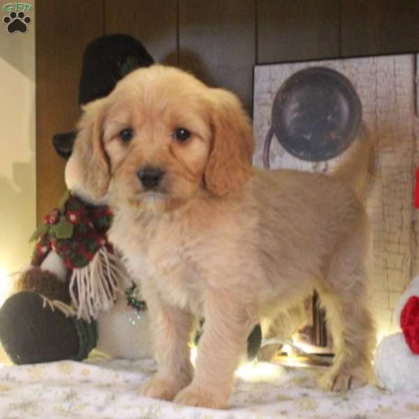 Shadow, Cavapoo Puppy