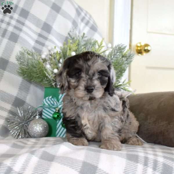 Shadow, Cavalier King Charles Mix Puppy