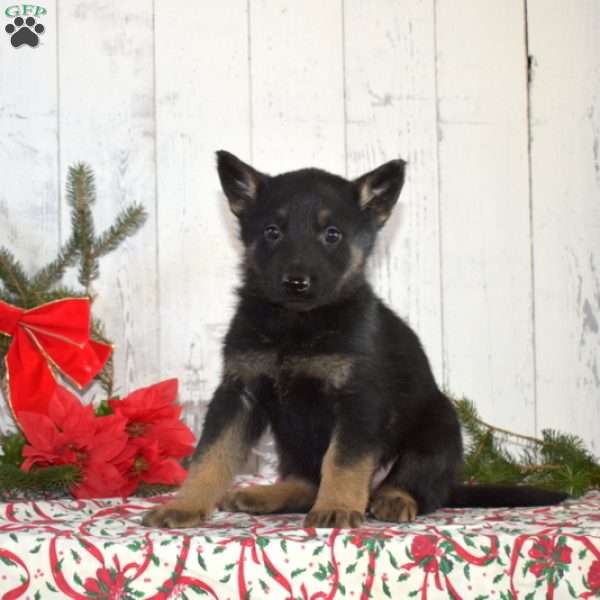 Shadow, German Shepherd Puppy