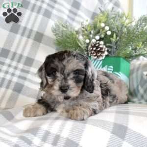 Shadow, Cavalier King Charles Mix Puppy