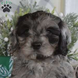 Shadow, Cavalier King Charles Mix Puppy