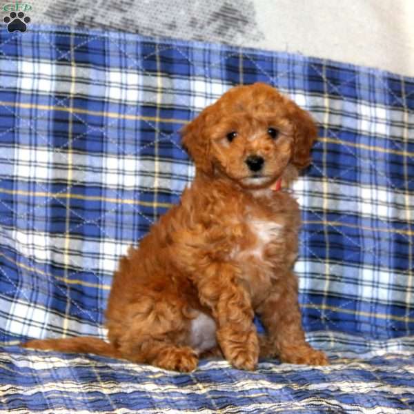 Shadow, Cavapoo Puppy