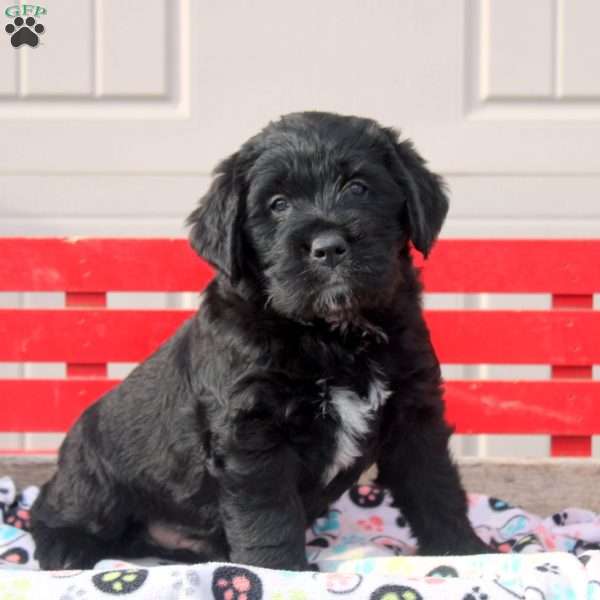 Shane, Labrador Mix Puppy