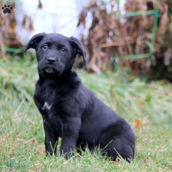 Shelby, Golden Retriever Mix Puppy