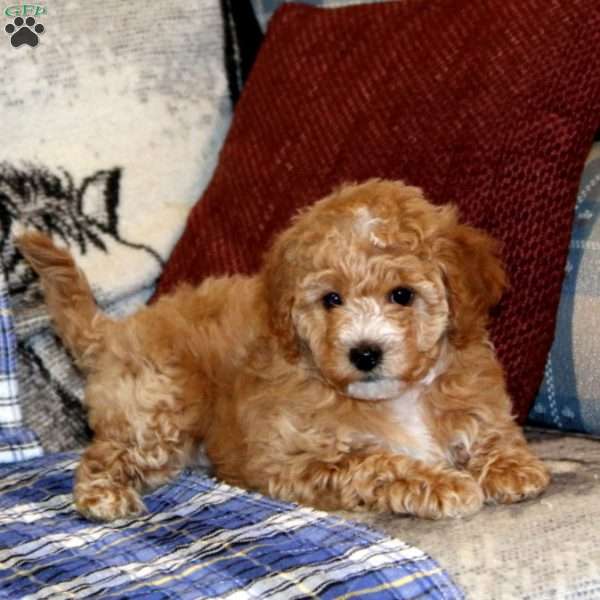 Shelby, Cavapoo Puppy