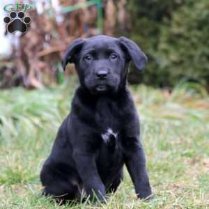 Shelby, Golden Retriever Mix Puppy