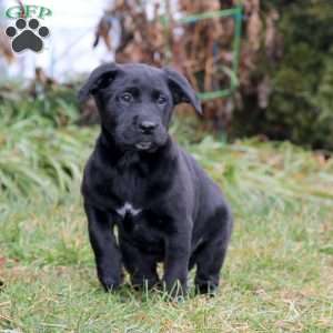 Shelby, Golden Retriever Mix Puppy