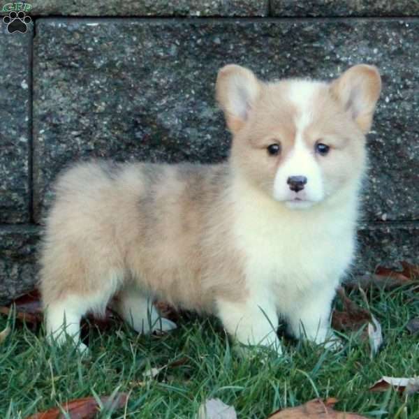 Shelly, Pembroke Welsh Corgi Puppy