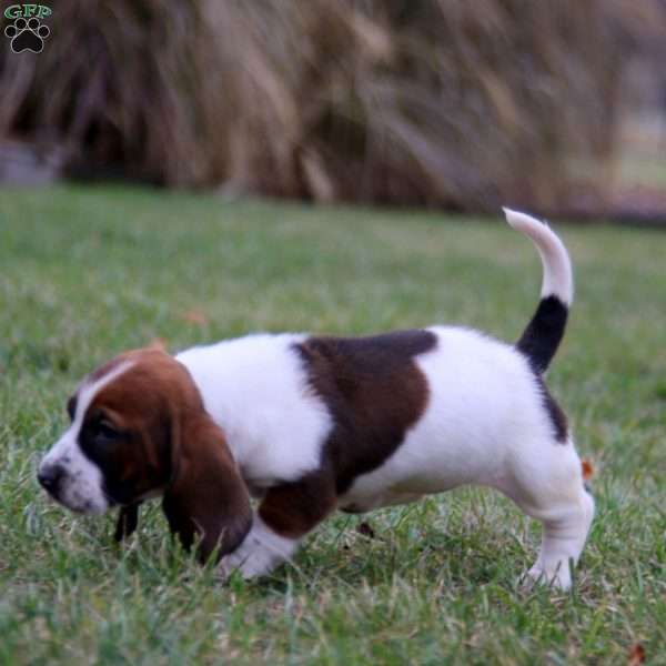 Shelly, Basset Hound Puppy