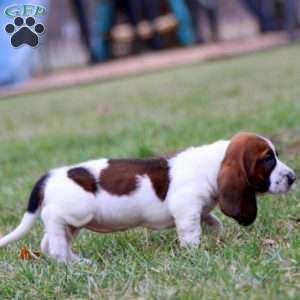 Shelly, Basset Hound Puppy