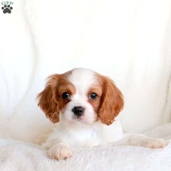 Shepherd, Cavalier King Charles Spaniel Puppy