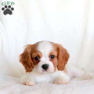 Shepherd, Cavalier King Charles Spaniel Puppy