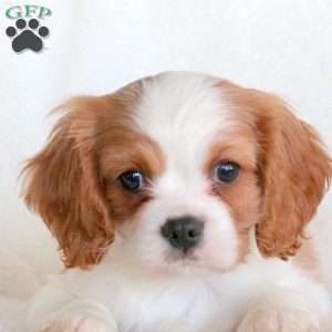 Shepherd, Cavalier King Charles Spaniel Puppy