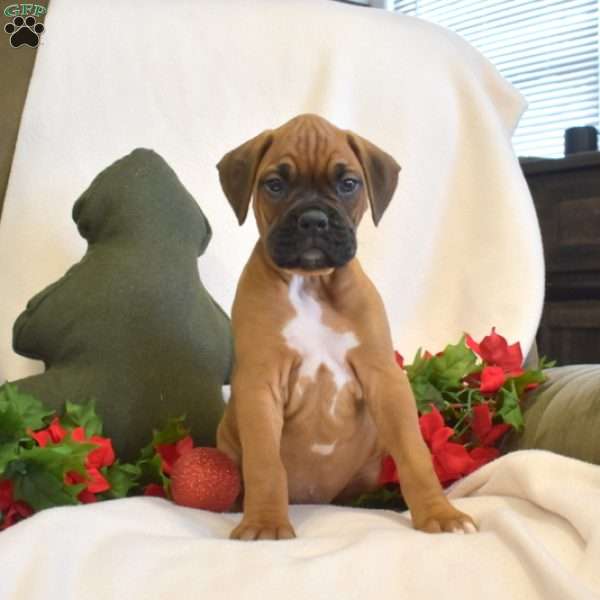 Sheriff, Boxer Puppy