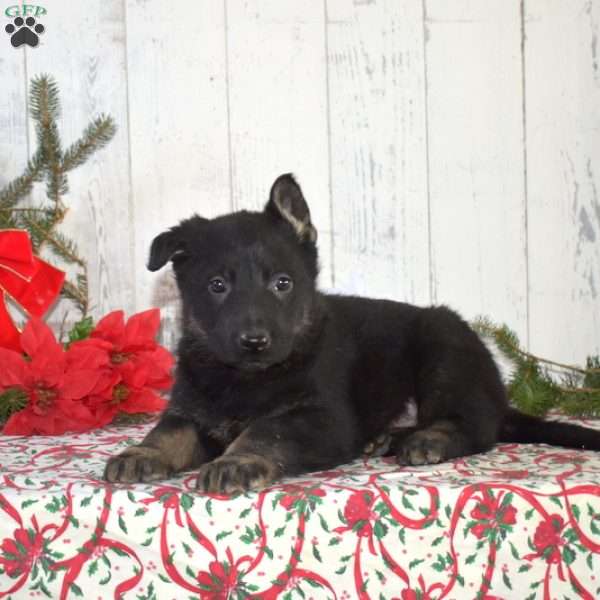 Sheriff, German Shepherd Puppy