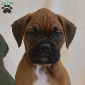 Sheriff, Boxer Puppy