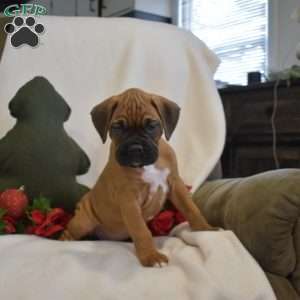 Sheriff, Boxer Puppy