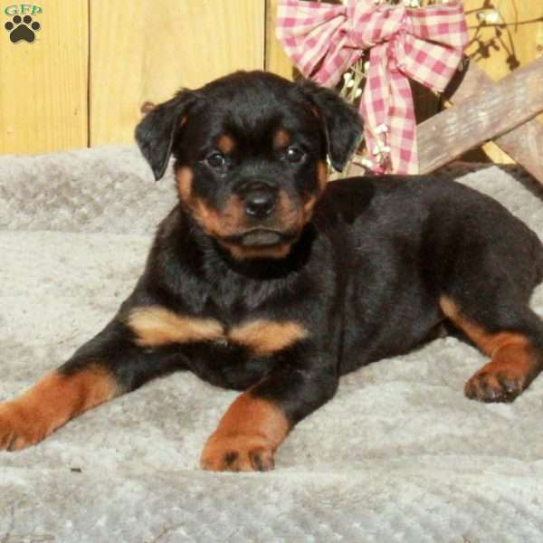 Shiloh, Rottweiler Puppy