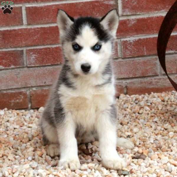 Shiloh, Siberian Husky Puppy