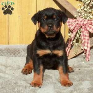 Shiloh, Rottweiler Puppy