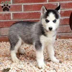 Shiloh, Siberian Husky Puppy