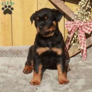 Shiloh, Rottweiler Puppy