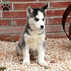 Shiloh, Siberian Husky Puppy