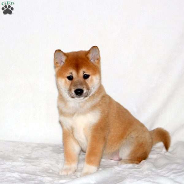 Sierra, Shiba Inu Puppy