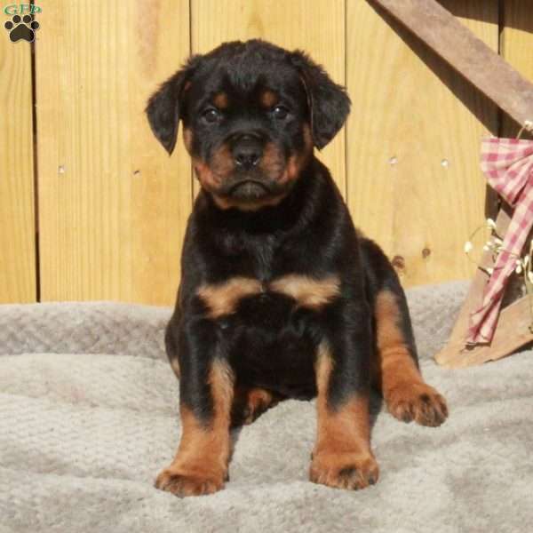 Silas, Rottweiler Puppy