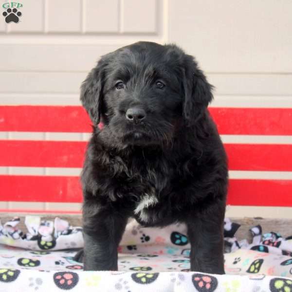 Silas, Labrador Mix Puppy