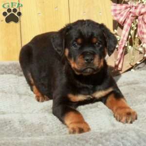 Silas, Rottweiler Puppy