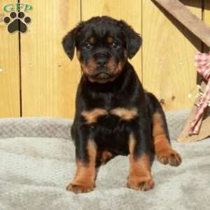 Silas, Rottweiler Puppy