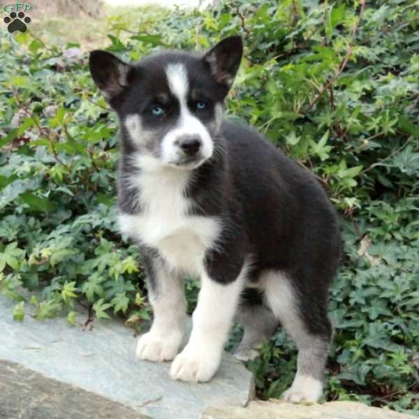 Silent Night, Siberian Husky Puppy