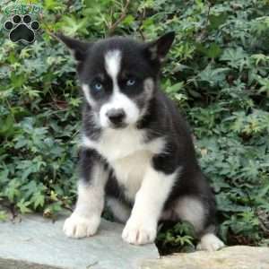 Silent Night, Siberian Husky Puppy