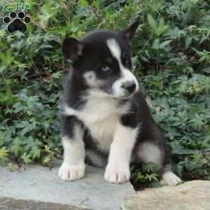 Silent Night, Siberian Husky Puppy