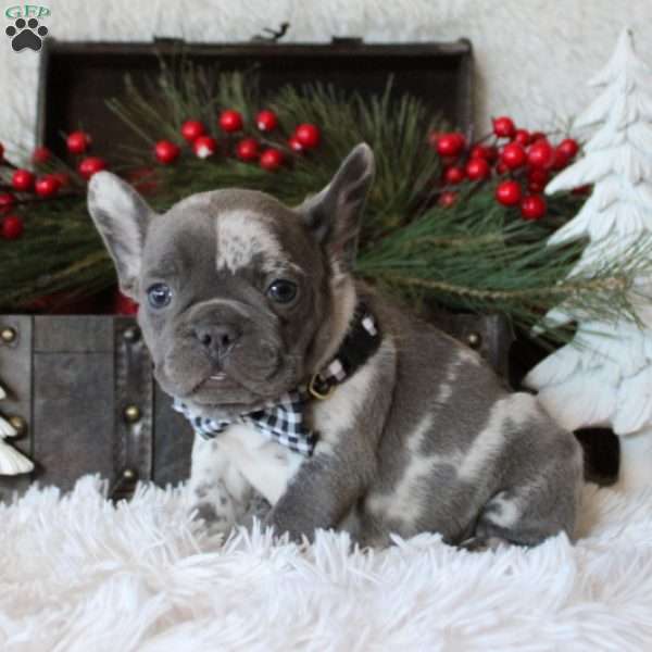 Silver Star, French Bulldog Puppy