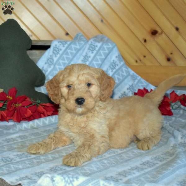 Simba, Mini Goldendoodle Puppy