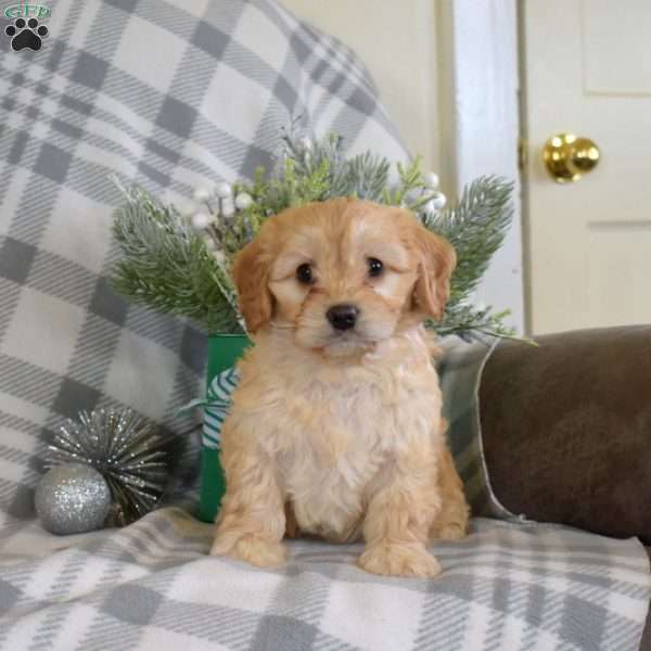 Simba, Cavalier King Charles Mix Puppy