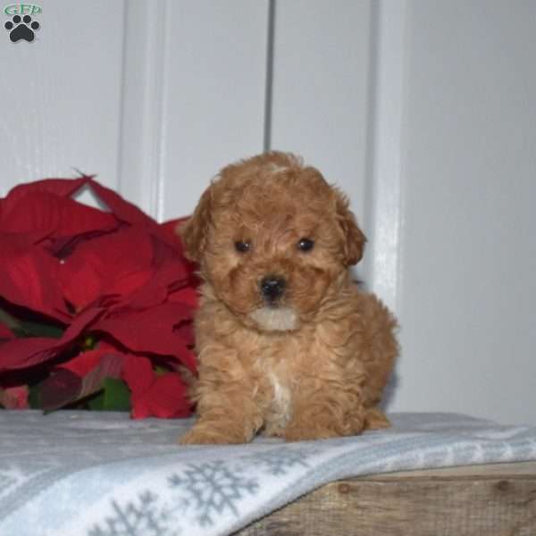 Simba, Toy Poodle Puppy