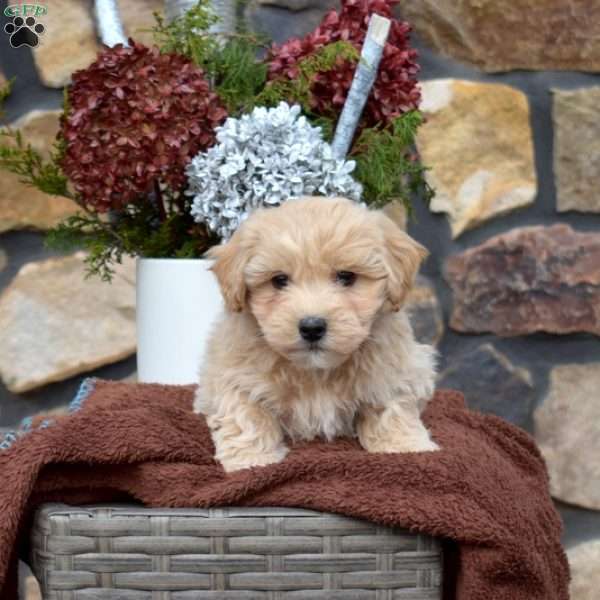 Simba, Maltipoo Puppy